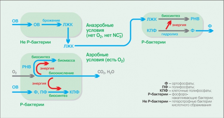 Рис. 1. Биологическая дефосфотация: основные биохимические процессы в анаэробных и аэробных условиях