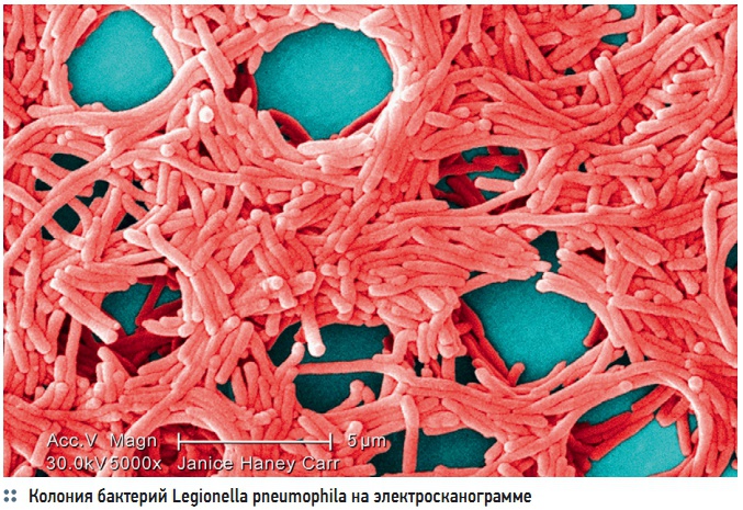 Колония бактерий Legionella pneumophila на электросканограмме