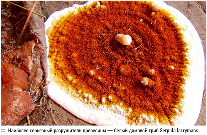 Наиболее серьезный разрушитель древесины — белый домовой гриб Serpula lacrymans