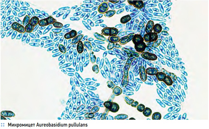 Микромицет Aureobasidium pullulans