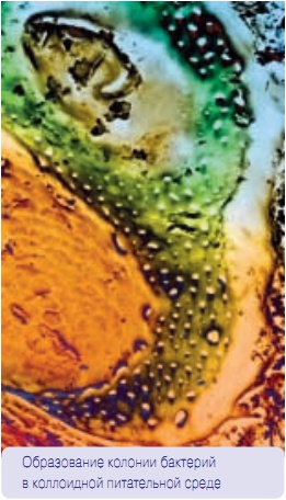 Образование колонии бактерий в коллоидной питательной среде