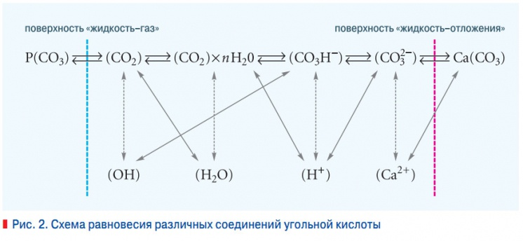 Рис. 2. Cхема равновесия различных соединений угольной кислоты