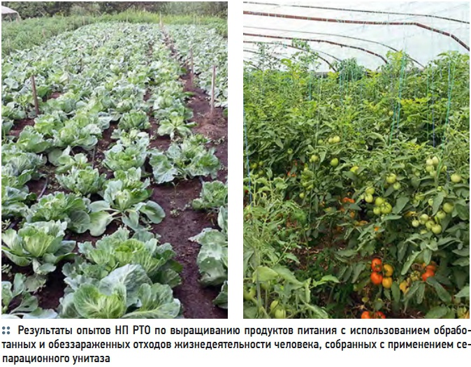 Результаты опытов НП РТО по выращиванию продуктов питания с использованием обработанных и обеззараженных отходов жизнедеятельности человека, собранных с применением сепарационного унитаза