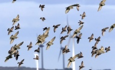 Coloring one blade of a windmill black reduces bird mortality by 72%